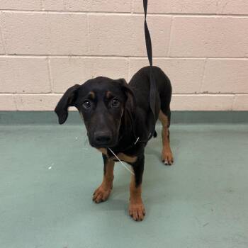 Mixed Breed Dogs Available for Adoption in Memphis, Tennessee - Lass | PetCurious