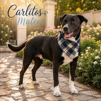 Carlitos Mateo -  American Staffordshire Terrier and Black Labrador Retriever Dog for Adoption in Farmington, Missouri - Carlitos Mateo | PetCurious