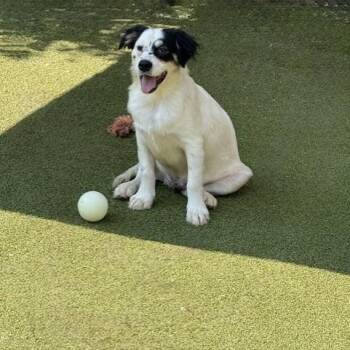 TILBURY -  Australian Shepherd Dog for Adoption in Norwalk, Connecticut - TILBURY | PetCurious
