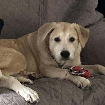 Tootsie -  Great Pyrenees and Pit Bull Terrier Dog for Adoption in Troupsburg, New York - Tootsie | PetCurious
