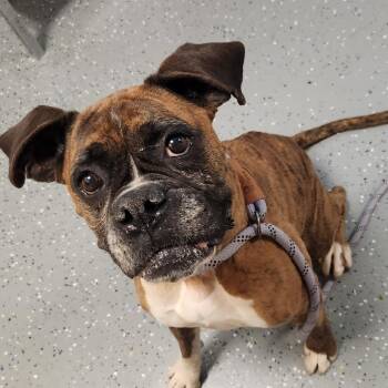 Ruby -  Boxer Dog for Adoption - Ruby | PetCurious