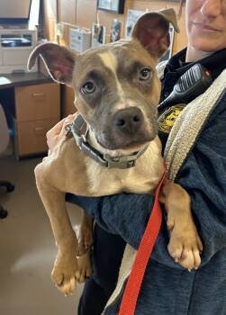 Rescue Pit Bull Terrier Dogs for Adoption in Deerfield, Michigan - Fink | PetCurious