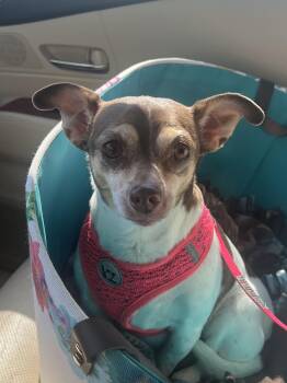 Chihuahua Dogs Available for Adoption in Ladonia, Texas - Emma | PetCurious