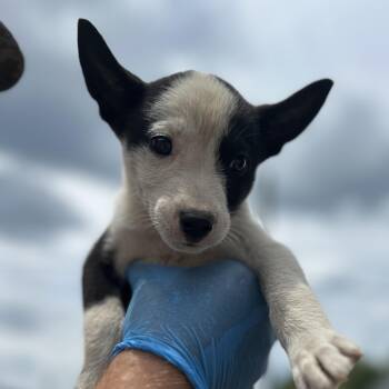 Emerald Jade Green Ball -  Husky Dog for Adoption in Columbia, South Carolina - Emerald Jade Green Ball | PetCurious