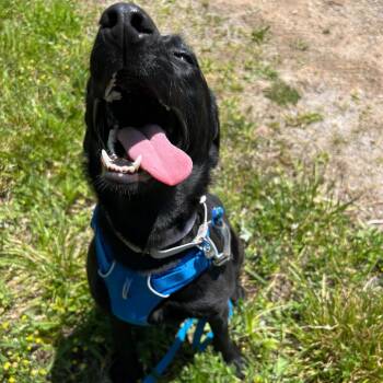 Mixed Breed Dogs Available for Adoption in Waynesville, North Carolina - Iris | PetCurious