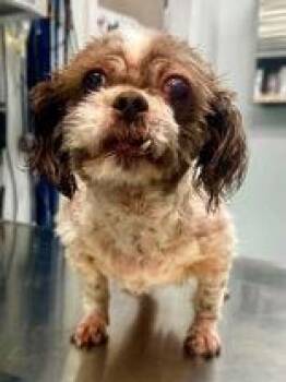 Neena -  Shih Tzu Dog for Adoption in Newport, Kentucky - Neena | PetCurious