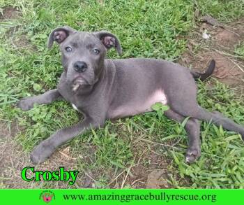 Crosby -  Pit Bull Terrier Dog for Adoption in Pensacola, Florida - Crosby | PetCurious