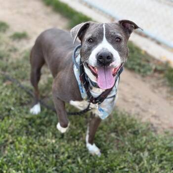 DOMINO -  Pit Bull Terrier Dog for Adoption in Modesto, California - DOMINO | PetCurious