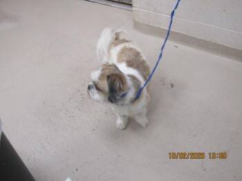 Bailey(320) -  Shih Tzu Dog for Adoption in Marietta, Georgia - Bailey(320) | PetCurious