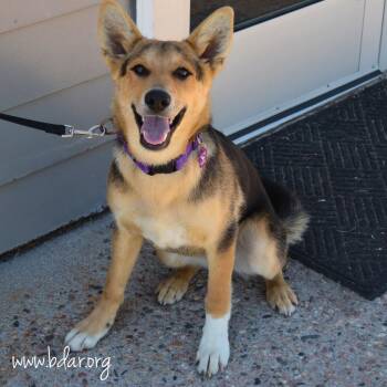 Camilla -  Shepherd and Mixed Breed Dog for Adoption in Cheyenne, Wyoming - Camilla | PetCurious