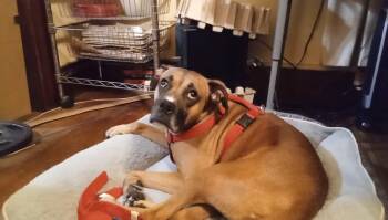 Jojo (IL) Playful -  Boxer and Terrier Dog for Adoption in Seymour, Connecticut - Jojo (IL) Playful | PetCurious