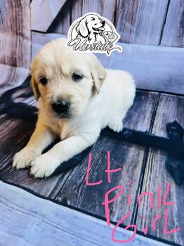 Light Pink Girl  -  Golden Retriever Dog for Sale in Boiling Springs, South Carolina - Light Pink Girl  | PetCurious