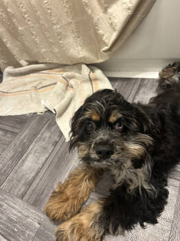 Rescue Cocker Spaniel Dogs for Adoption in Aurora, Indiana - Baby Bowie | PetCurious