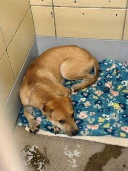 TEX -  Staffordshire Bull Terrier and Mixed Breed Dog for Adoption in Houston, Texas - TEX | PetCurious