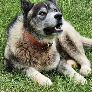 Timber -  Husky Dog for Adoption in Rainbow City, Alabama - Timber | PetCurious