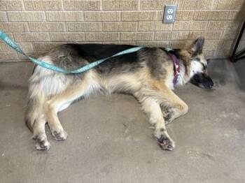 German Shepherd Dog and Mixed Breed Dogs Available for Adoption - Alexandra | PetCurious