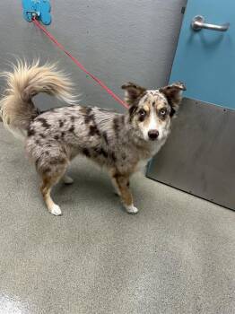 FRECKLE -  Australian Cattle Dog Blue Heeler Dog for Adoption in Las Vegas, Nevada - FRECKLE | PetCurious