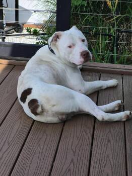 JOHNNY -  Boxer Dog for Adoption in Holbrook, New York - JOHNNY | PetCurious