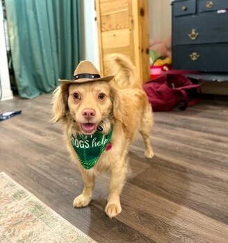 Dachshund and Cocker Spaniel Dogs Available for Adoption in Friendswood, Texas - Julian JaBarkus The Tiny Golden Prince | PetCurious