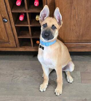 Lincoln -  Shepherd and Mixed Breed Dog for Adoption in Lindenhurst, New York - Lincoln | PetCurious