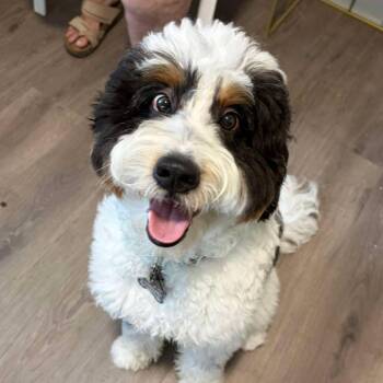 Bernie -  Bernese Mountain Dog and Standard Poodle Dog for Adoption in Tampa, Florida - Bernie | PetCurious