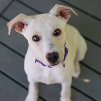 Rescue Mixed Breed Dogs for Adoption in Bradenton, Florida - Scarlett | PetCurious
