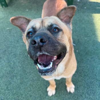 SCRAPPY -  Mixed Breed Dog for Adoption in Memphis, Tennessee - SCRAPPY | PetCurious