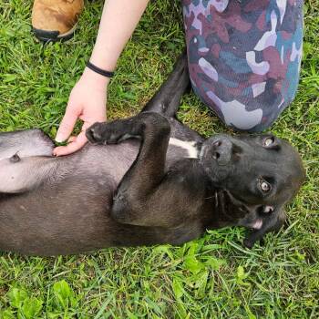 Benjamin -  Mixed Breed Dog for Adoption in Oneonta, New York - Benjamin | PetCurious