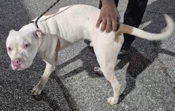 Pen 158 -  Pit Bull Terrier Dog for Adoption in Lawrenceville, Georgia - Pen 158 | PetCurious