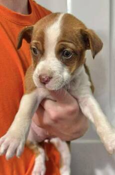 Rescue Australian Shepherd Dogs for Adoption in Manchester, Connecticut - Cookie | PetCurious
