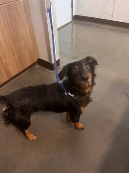 Jim Bo -  Dachshund and Mixed Breed Dog for Adoption in Clarksville, Tennessee - Jim Bo | PetCurious