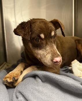 Rescue Miniature Pinscher Dogs for Adoption in Quilcene, Washington - Rudolph | PetCurious