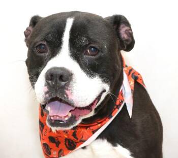 Okidogi -  Terrier Dog for Adoption in Sanford, Florida - Okidogi | PetCurious