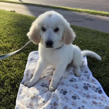 Marshmallow -  Great Pyrenees Dog for Adoption in Harlingen, Texas - Marshmallow | PetCurious