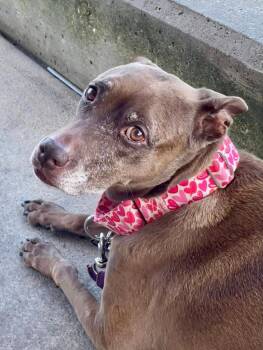 Rescue American Staffordshire Terrier and Labrador Retriever Dogs for Adoption in Westminster, Maryland - Snooks | PetCurious