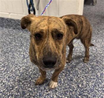 MARTY -  Terrier and Mixed Breed Dog for Adoption in Thousand Palms, California - MARTY | PetCurious