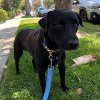 Nelson - The Mannerly Pooch -  Black Labrador Retriever Dog for Adoption in Carolina, Carolina - Nelson - The Mannerly Pooch | PetCurious