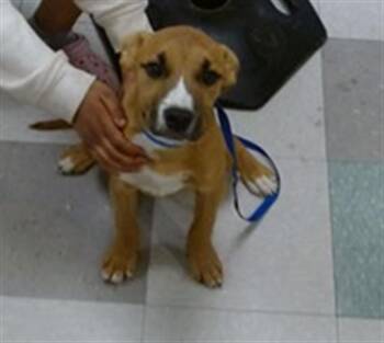 A475296 -  Black Mouth Cur Dog Available for Adoption in Oklahoma City, Oklahoma - A475296 | PetCurious