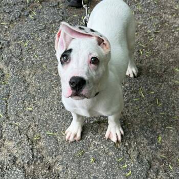 Pit Bull Terrier and Shepherd Dogs Available for Adoption in East St. Louis, Illinois - Bamboo | PetCurious