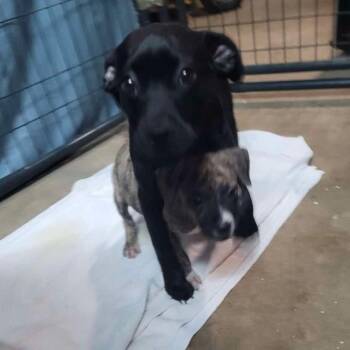 American Staffordshire Terrier and Black Labrador Retriever Dogs Available for Adoption in Bartlett, Tennessee - Bonnie (Formerly Bonsai) | PetCurious