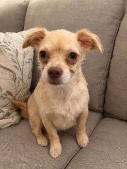 Mabel -  Terrier and Chihuahua Dog for Adoption in Liverpool, Texas - Mabel | PetCurious