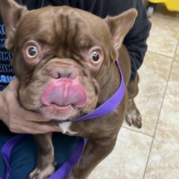 Beans -  French Bulldog Dog for Adoption in Galveston, Texas - Beans | PetCurious