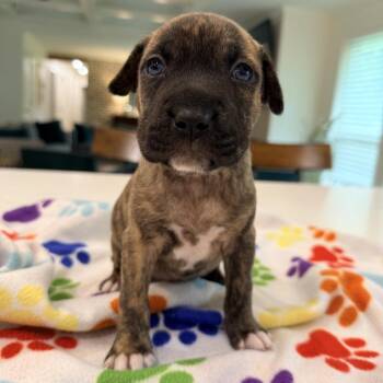 Mary Ann -  Catahoula Leopard Dog Dog for Adoption in New Orleans, Louisiana - Mary Ann | PetCurious