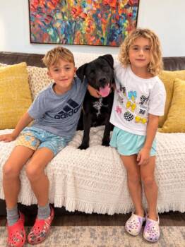 Miss Midna the Family Queen -  Labrador Retriever and American Staffordshire Terrier Dog for Adoption in Friendswood, Texas - Miss Midna The Family Queen | PetCurious
