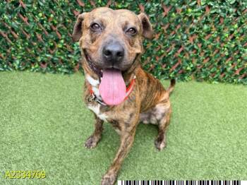 NATE -  Mixed Breed Dog for Adoption in West Palm Beach, Florida - NATE | PetCurious