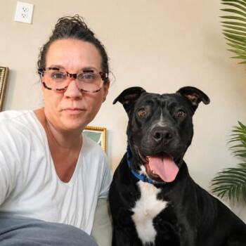 Kismet The Love Sponge -  Pit Bull Terrier and American Staffordshire Terrier Dog for Adoption in Friendswood, Texas - Kismet The Love Sponge | PetCurious