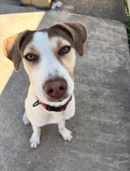 Rosie -  Cattle Dog Dog for Adoption in Palos Heights, Illinois - Rosie | PetCurious