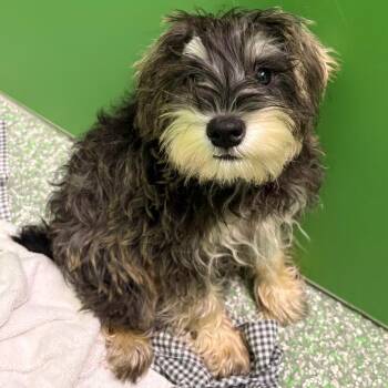 Danny -  Schnauzer Dog for Adoption in Calverton, New York - Danny | PetCurious