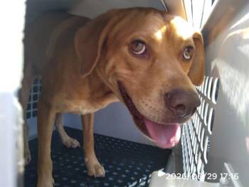 A1267029 -  Labrador Retriever and Mixed Breed Dog for Adoption in Charlotte, North Carolina - A1267029 | PetCurious