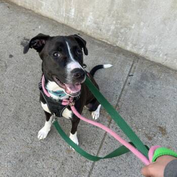 Canto -  Labrador Retriever and American Staffordshire Terrier Dog for Adoption in New York, New York - Canto | PetCurious